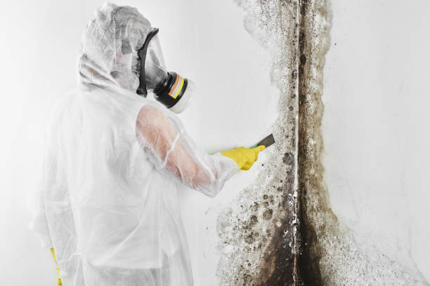 Best Industrial Mold Remediation in Palm Shores, FL