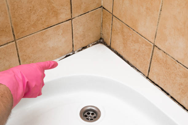 Best Attic Mold Remediation in Palm Shores, FL